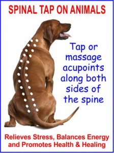 Spinal Tap For Dogs