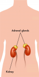 adrenal glands